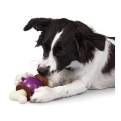 PetSafe Busy Buddy Bouncy Bone Dog Toy 8 PetSafe Busy Buddy Bouncy Bone Dog Toy -PetSafe Sales Store unnamed file 104