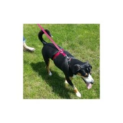 PetSafe Leash Cleat -PetSafe Sales Store unnamed file 245