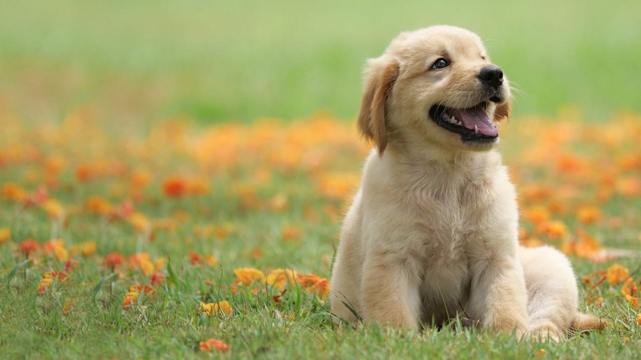 PetSafe Sales Store 25 PetSafe Sales Store -PetSafe Sales Store 1657122580173